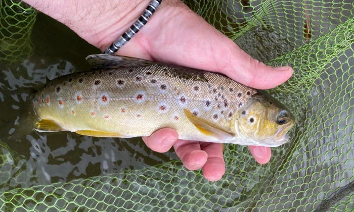 Wild brownie