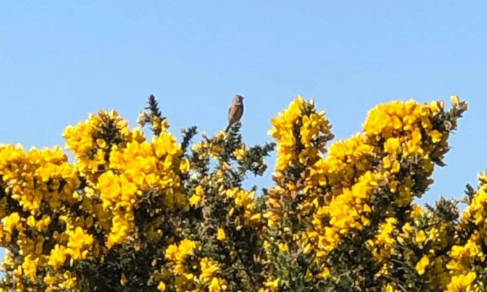 Unknown bird in gorse