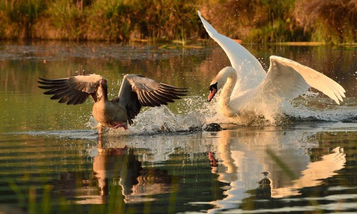 Our angry swan