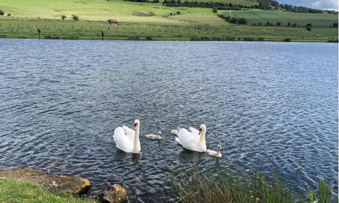 Swans with signets